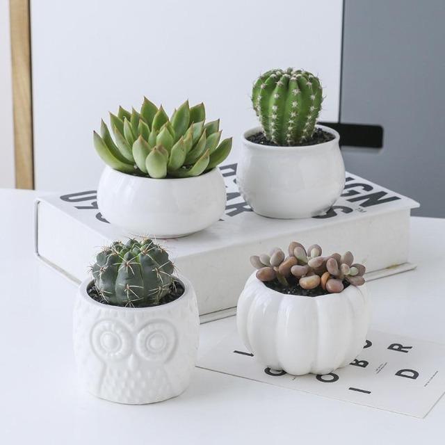 Mia - Creative Ceramic Succulent Pot