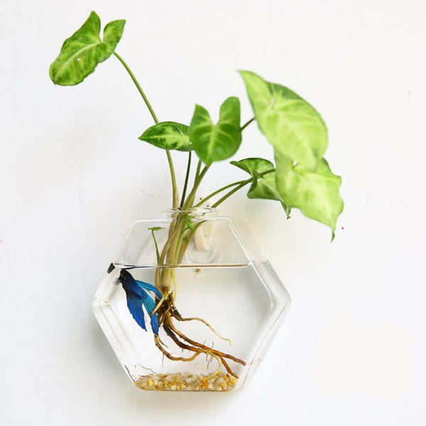 Hanging Glass Planter Terrarium