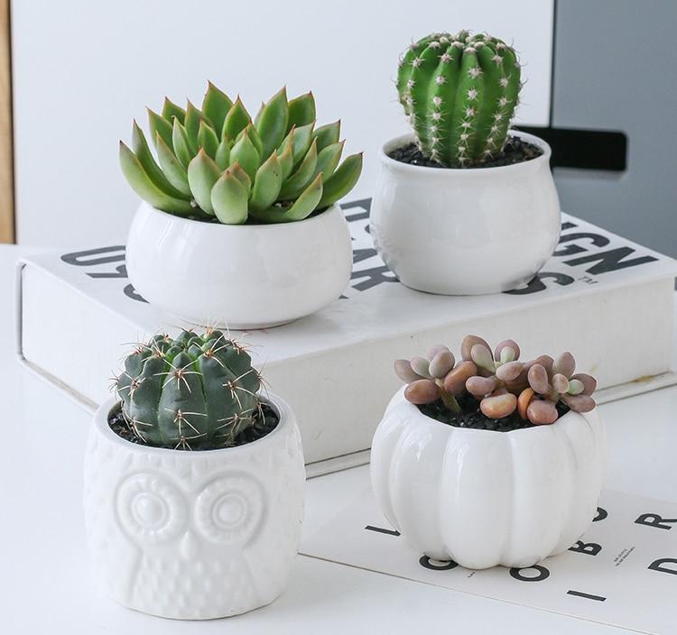 Mia - Creative Ceramic Succulent Pot