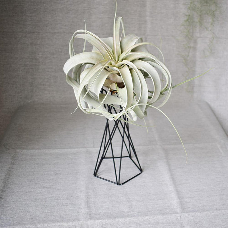 Nordic Style Air Plant Holder