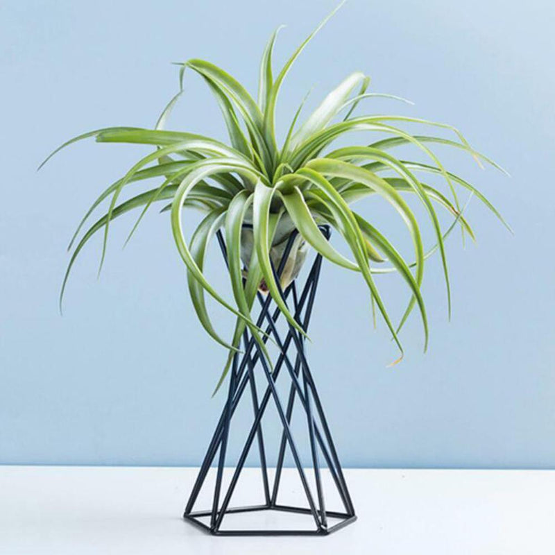 Nordic Style Air Plant Holder