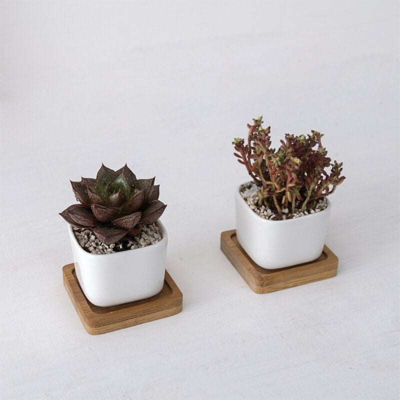 Geometric Succulent Planter (2pc)