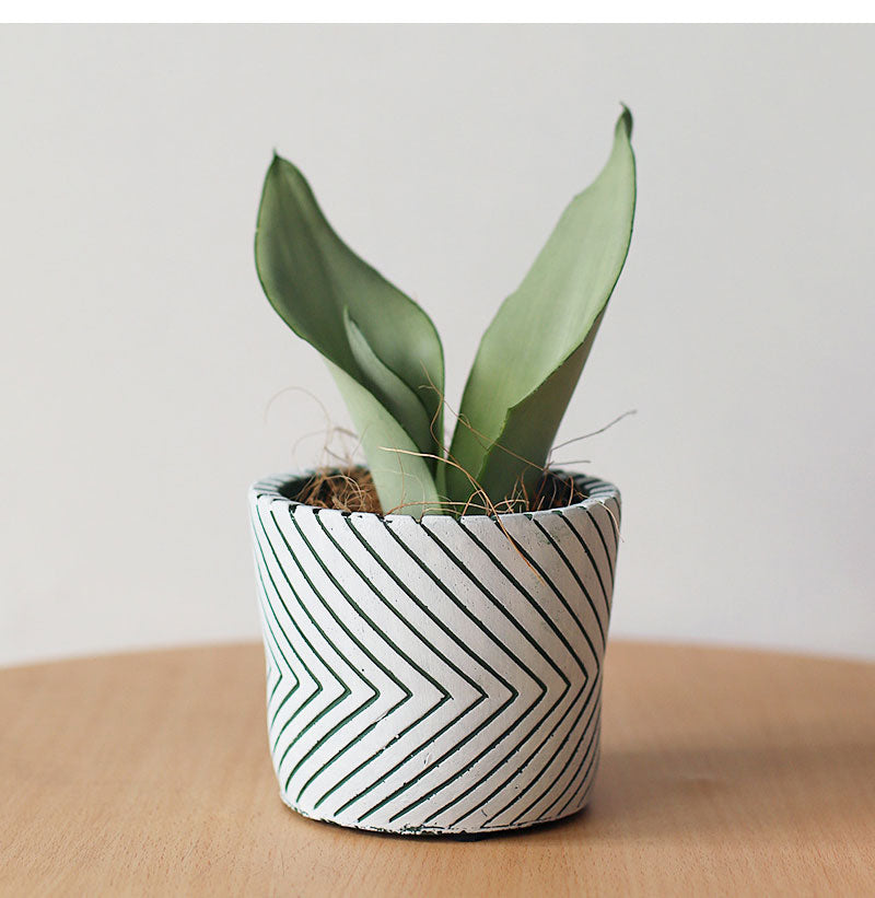 Imprint Painted Ceramic Planters